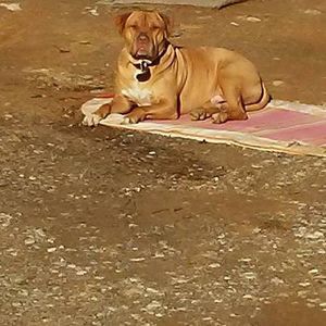 Meet your Posher, Rose